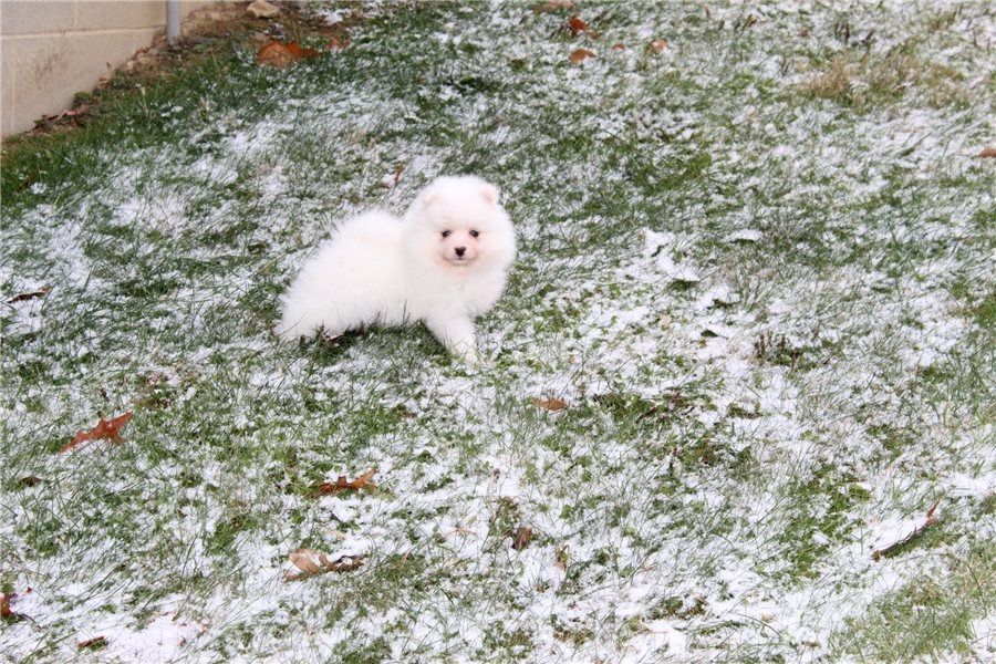 Pomeranian Zwergspitz Boo Welpen
