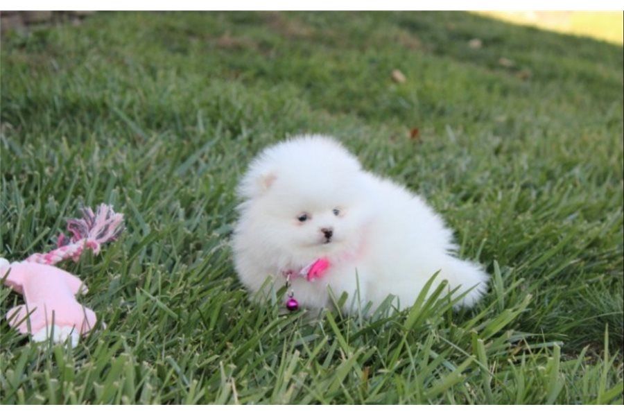Pomeranian Zwergspitz Boo Welpen