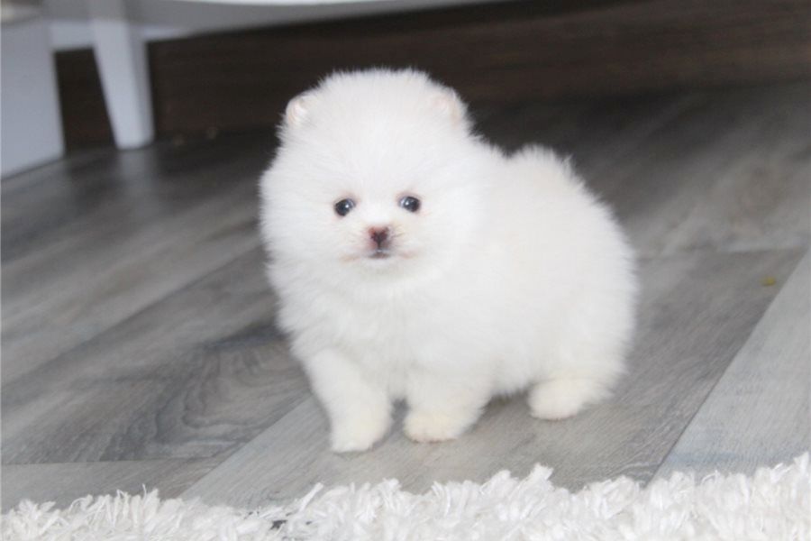 Zwergspitz Pomeranian Welpen Stammbaum