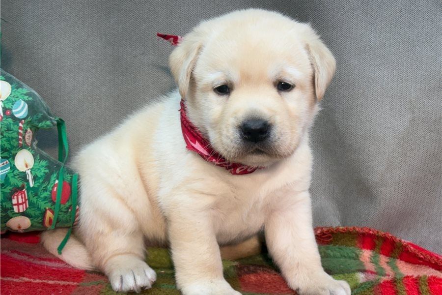 Süße Labrador Welpen mit Papieren