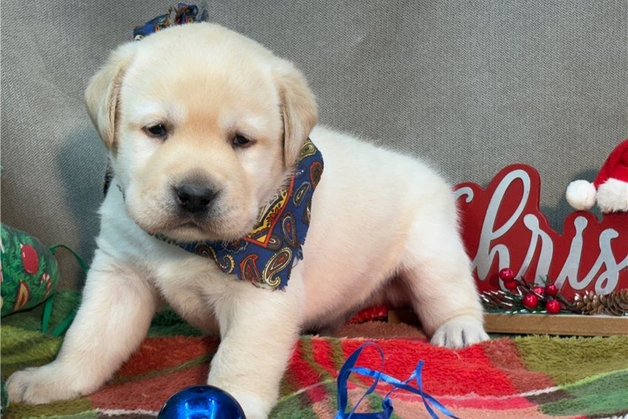 Süße Labrador Welpen mit Papieren