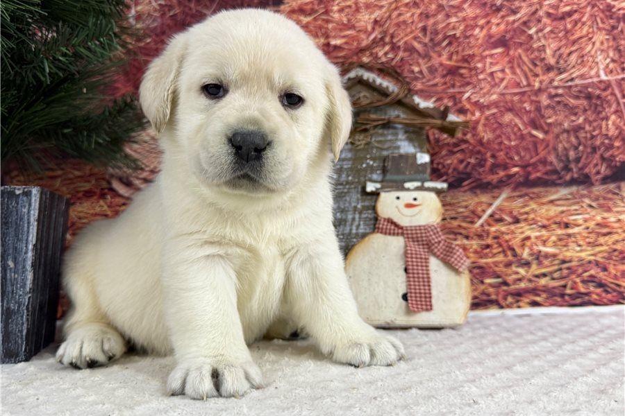 Süße Labrador Welpen mit Papieren