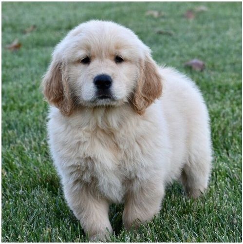 Golden Retriever Welpen suchen Ihre Familie &nbsp;Welpen mit Ahnentafel