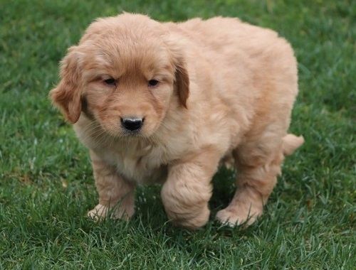 Golden Retriever Welpen suchen Ihre Familie &nbsp;Welpen mit Ahnentafel