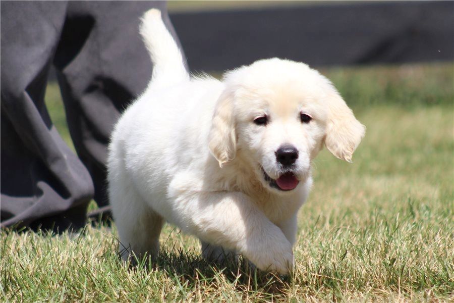 Golden Retriever mit Ahnentafel