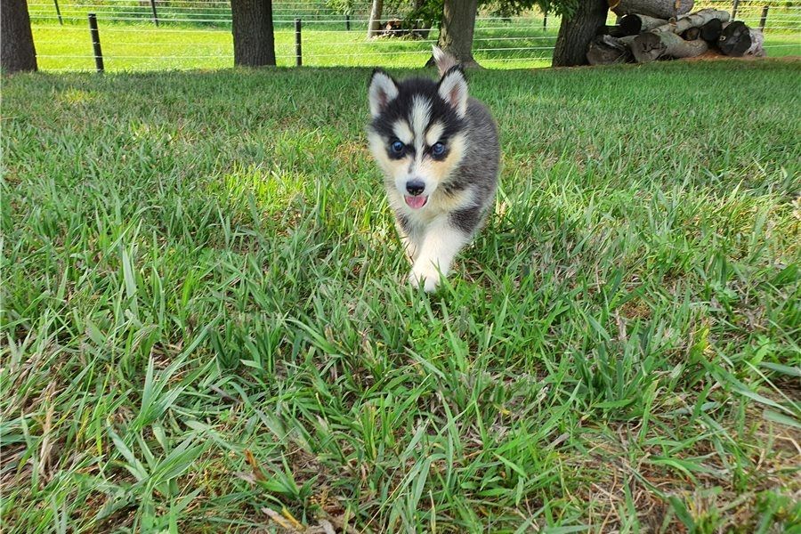 Reinrassige Siberian Husky Welpen mit Blauen und Braunen Augen ein neues und nettes Zuhause.