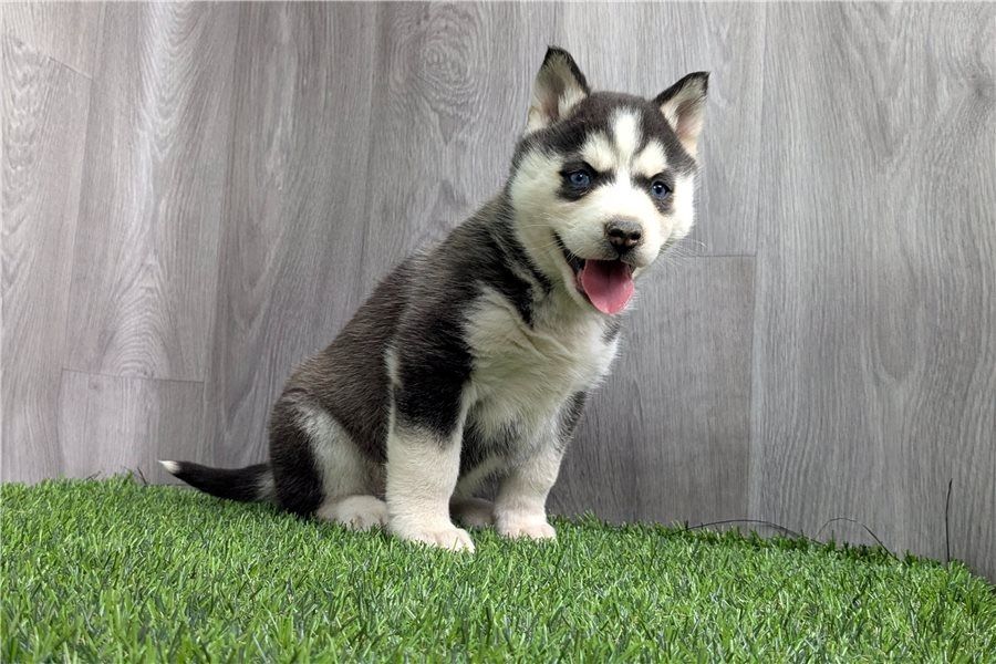 Reinrassige Siberian Husky Welpen mit Blauen und Braunen Augen ein neues und nettes Zuhause.
