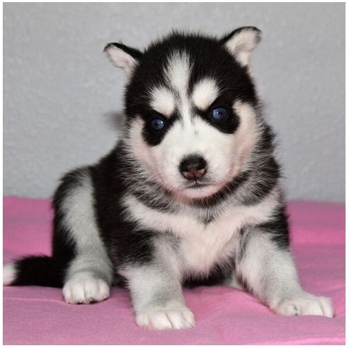 Reinrassige Siberian Husky Welpen