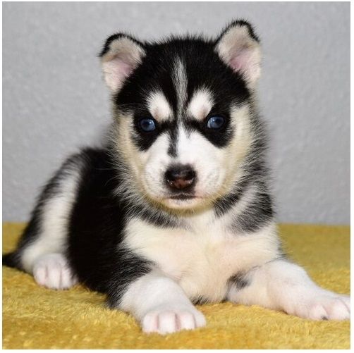 Reinrassige Siberian Husky Welpen