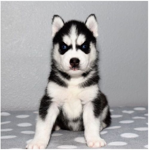 Reinrassige Siberian Husky Welpen