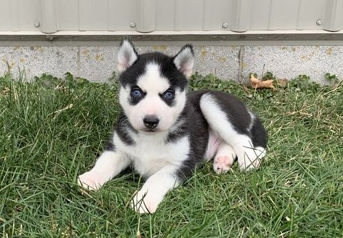 Reinrassige Siberian Husky Welpen
