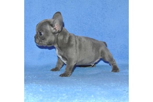 Französische Bulldoggen Welpen (Blue) suchen ein Zuhause