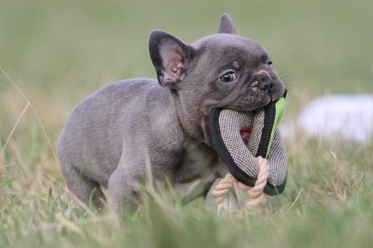 Französische Bulldoggen Welpen (Blue) suchen ein Zuhause
