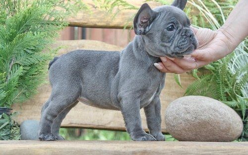Französische Bulldoggen Welpen (Blue) suchen ein Zuhause