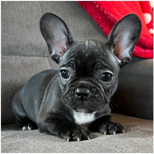 Französische Bulldoggen Welpen (Blue) suchen ein Zuhause