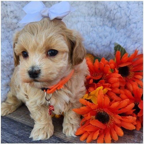 Maltipoo Welpen suchen liebevolles Zuhause