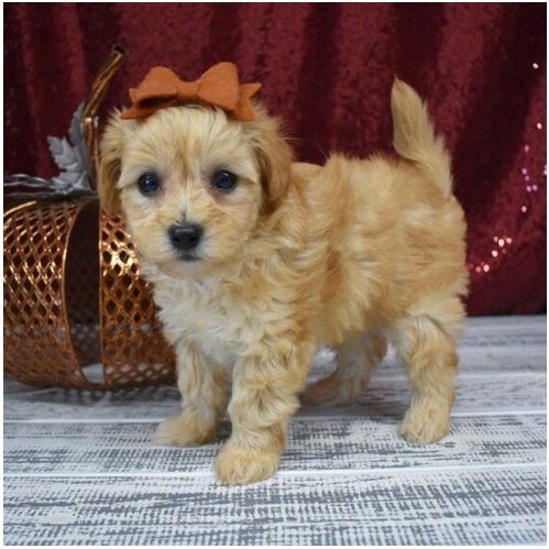 Maltipoo Welpen