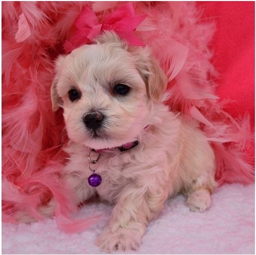 Maltipoo Welpen