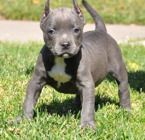 American Bully welpe Welpe in Blue