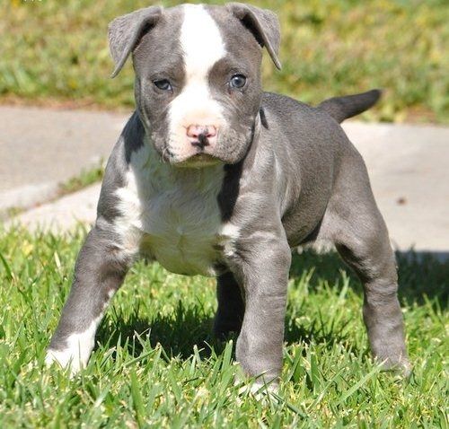 Wunderschöne&nbsp;American Bully welpe&nbsp; in Blue
