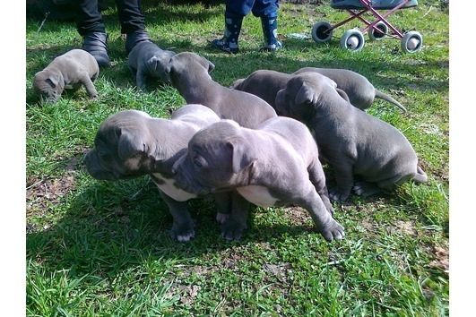 American Blue-Line Pit Bull Terrier Welpen ,.