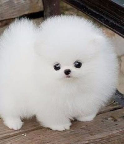 Zwergspitz-Welpen (Pomeranian). WhatsApp: +44 7469 456352