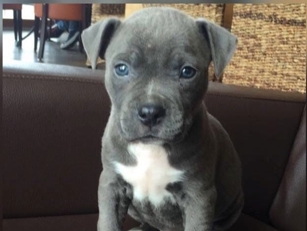 American Blue-Line Pit Bull Terrier Welpen W M