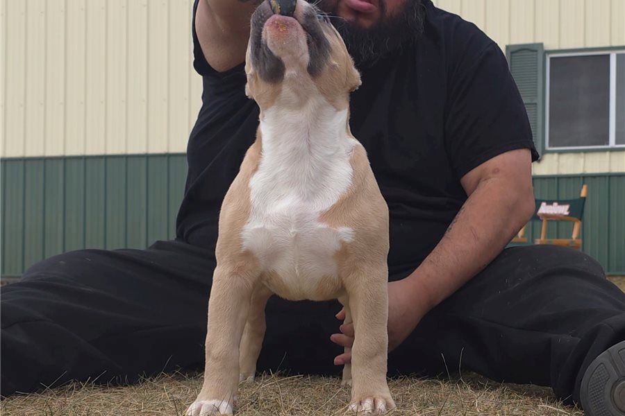American Bully welpe Welpe in Blue