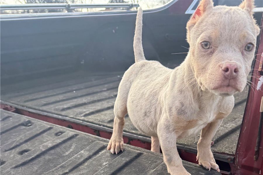 American Bully welpe Welpe in Blue