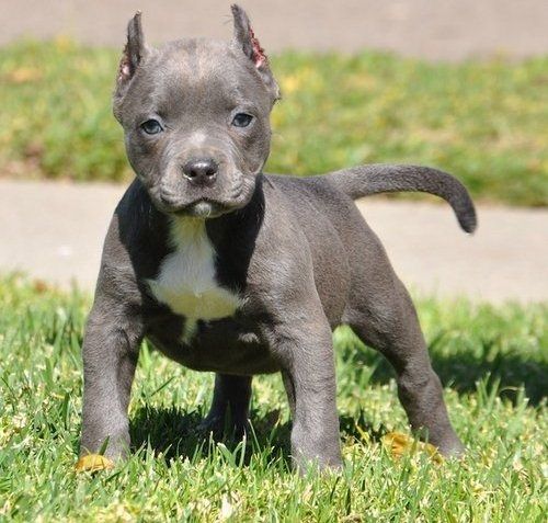 Wunderschöne  American Bully welpe  in Blue
