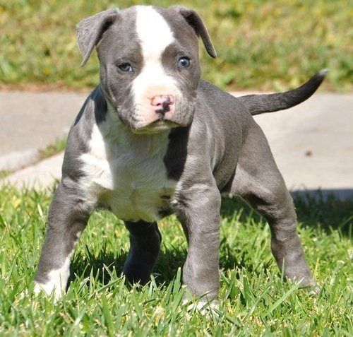 Wunderschöne  American Bully welpe  in Blue