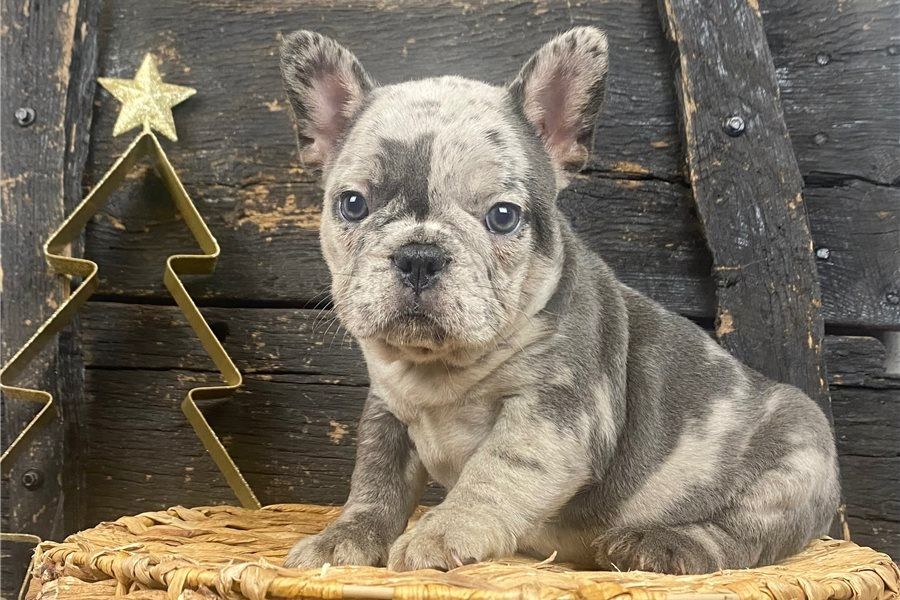 Französische Bulldoggen Welpen mit Ahnentafel