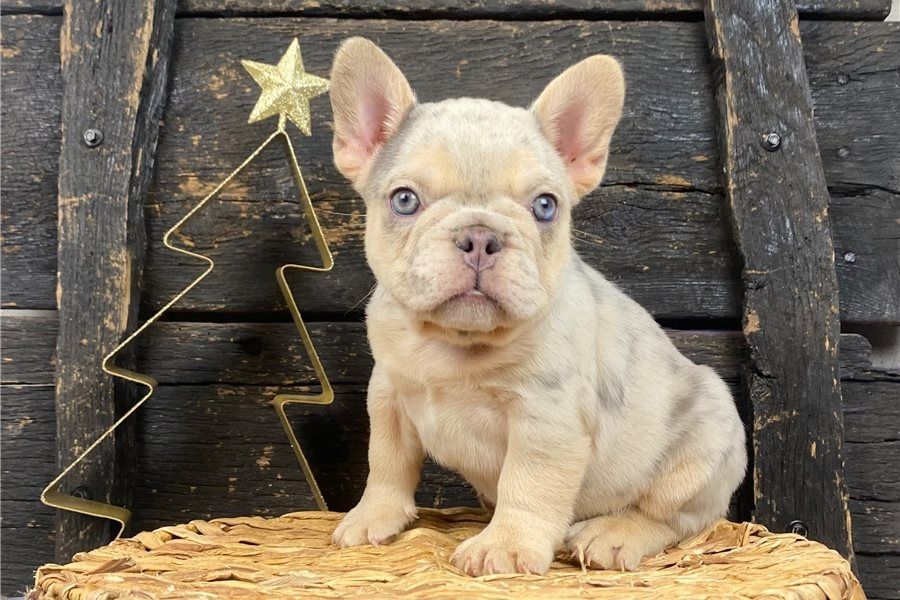 Französische Bulldoggen Welpen mit Ahnentafel