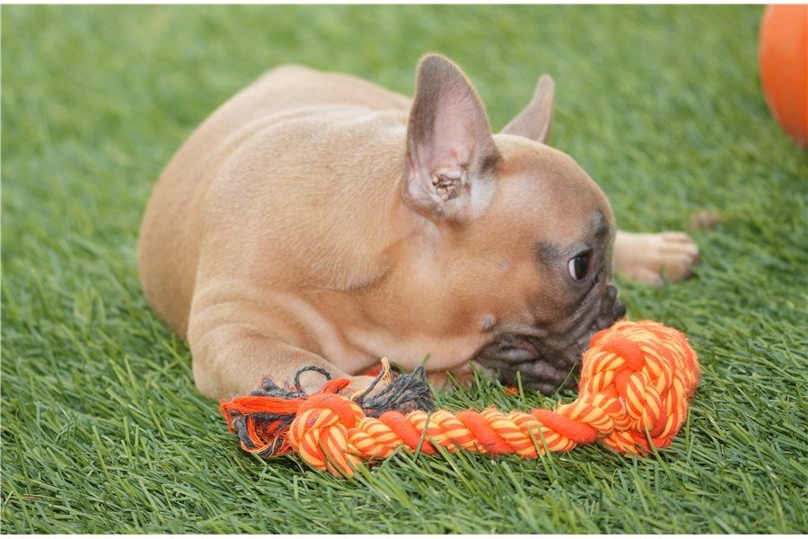 Französische Bulldoggen Welpen mit Ahnentafel