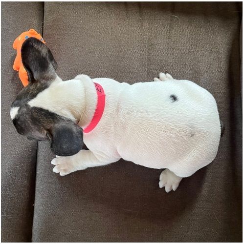 Französische Bulldoggen Welpen (Blue) suchen ein Zuhause