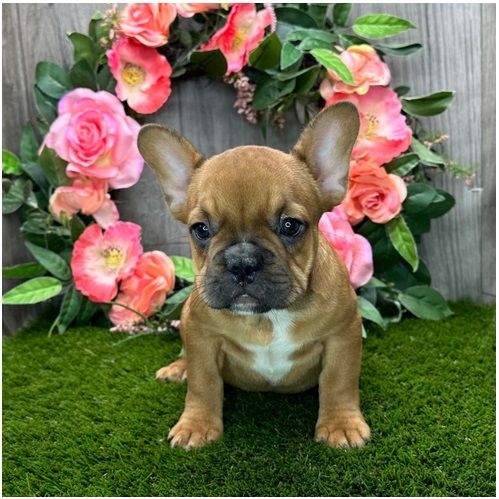 Französische Bulldoggen Welpen (Blue) suchen ein Zuhause
