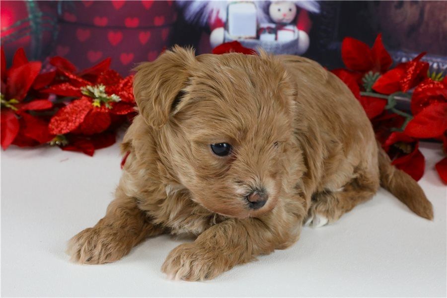 Maltipoo Welpen suchen liebevolles Zuhause