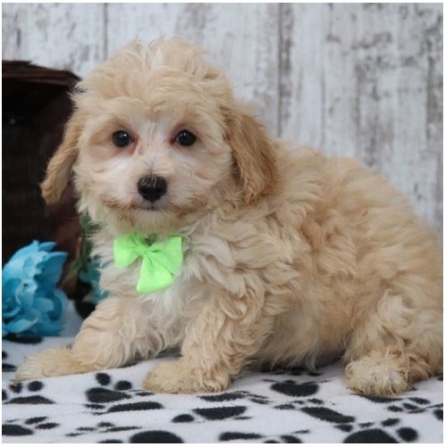 Maltipoo Welpen suchen liebevolles Zuhause