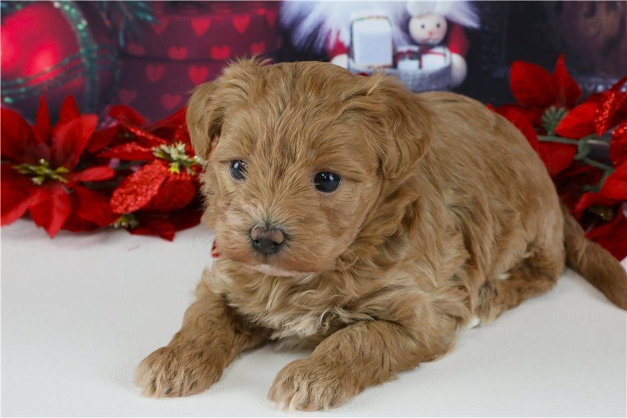 Maltipoo Welpen suchen liebevolles Zuhause