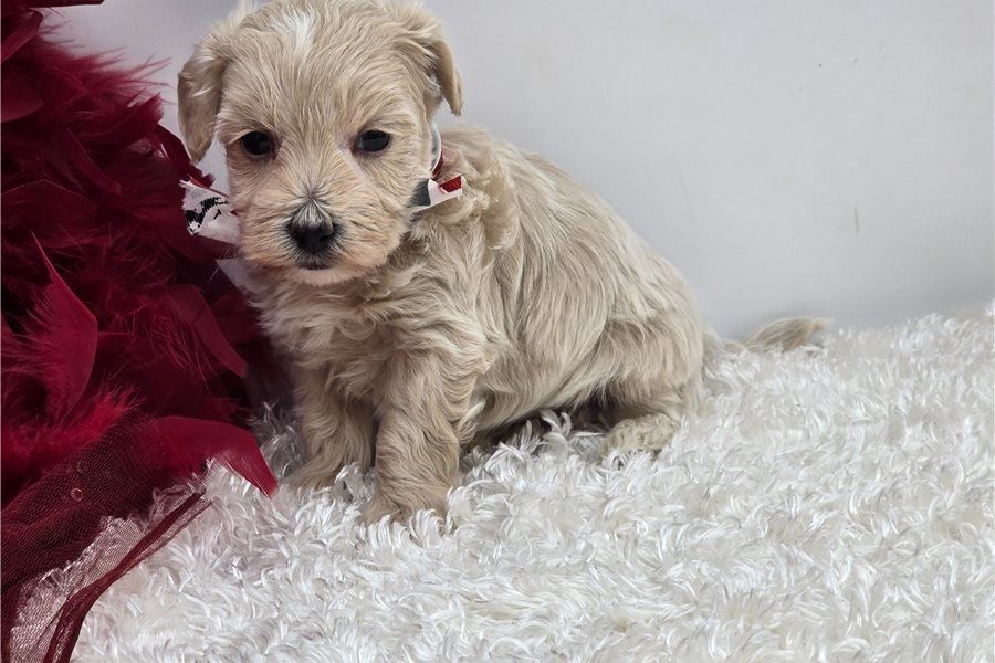 Maltipoo Welpen suchen liebevolles Zuhause