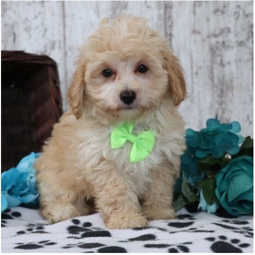 Maltipoo Welpen