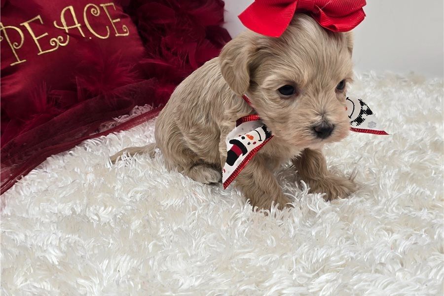 Maltipoo Welpen