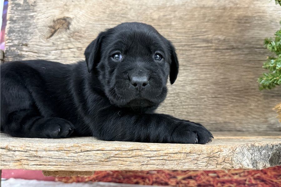 Süße Labrador Welpen mit Papieren