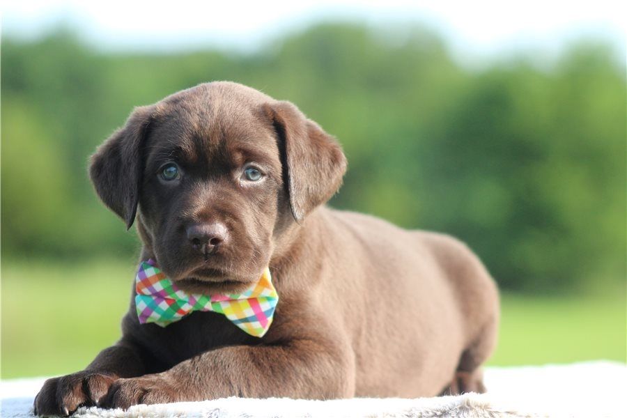Süße Labrador Welpen mit Papieren