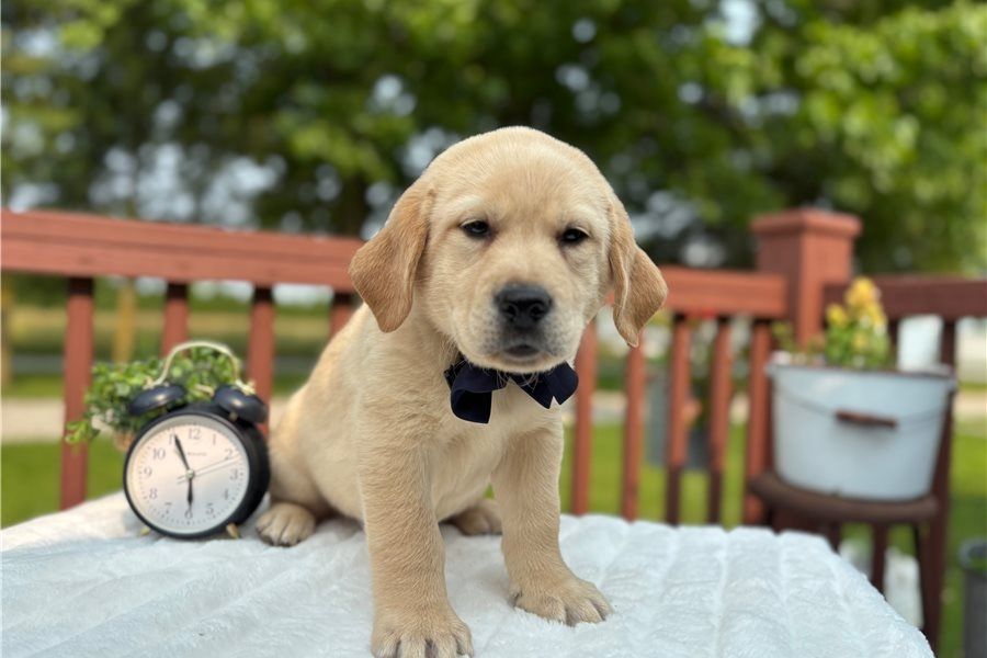 Süße Labrador Welpen mit Papieren