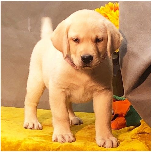 Wunderschöne Labrador Welpen suchen ihr Traumzuhause