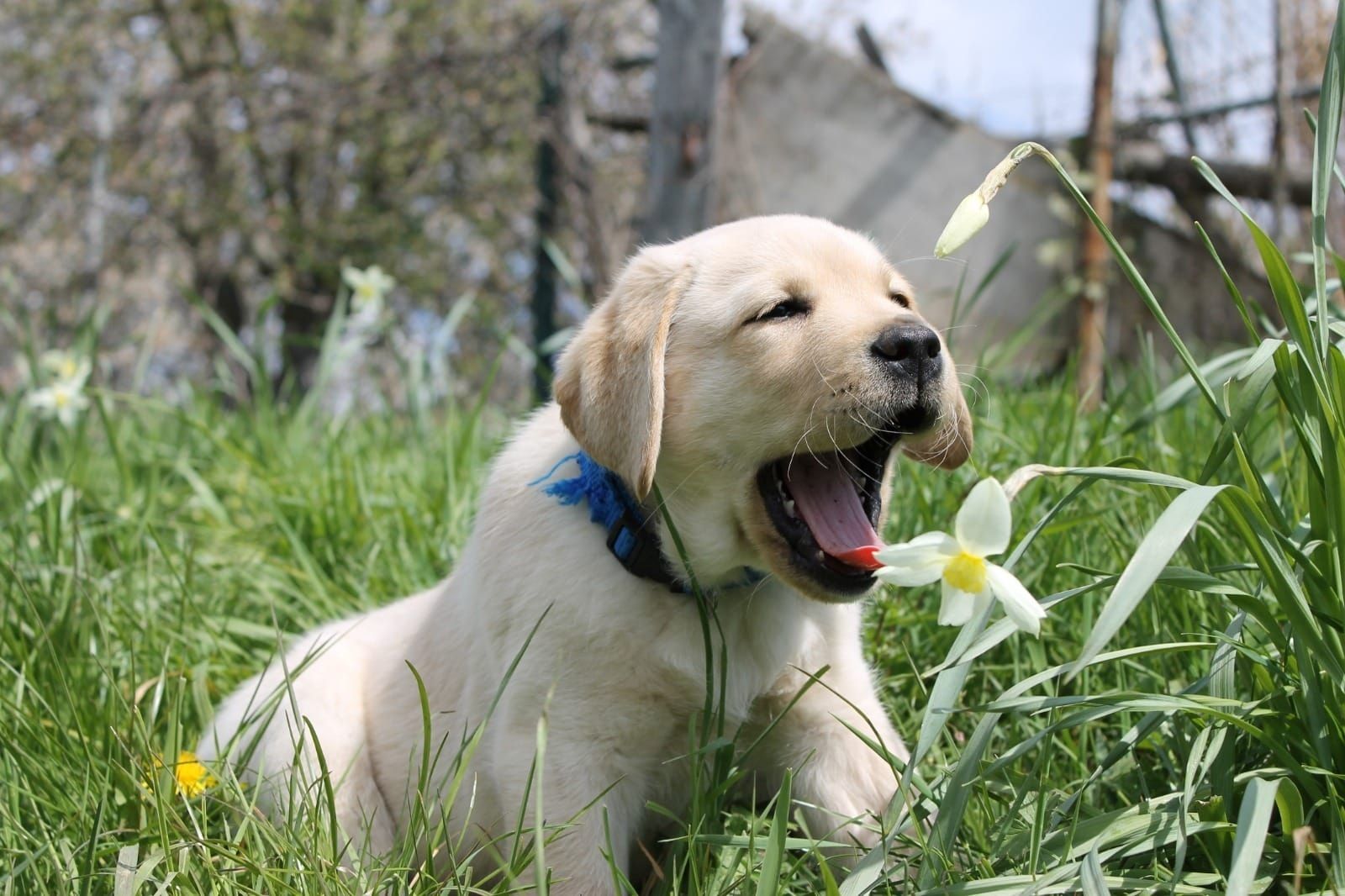 Wunderschöne Labrador Welpen suchen ihr Traumzuhause