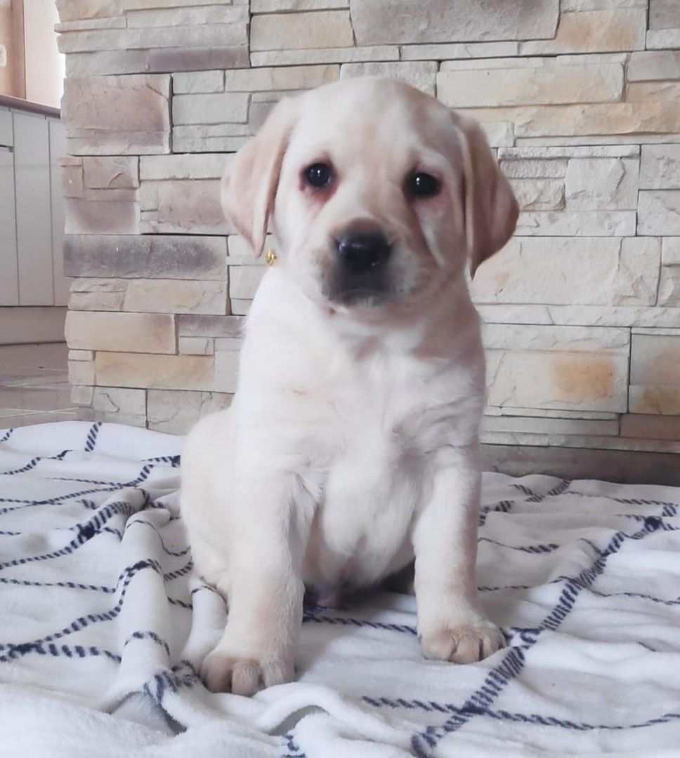 Wunderschöne Labrador Welpen suchen ihr Traumzuhause