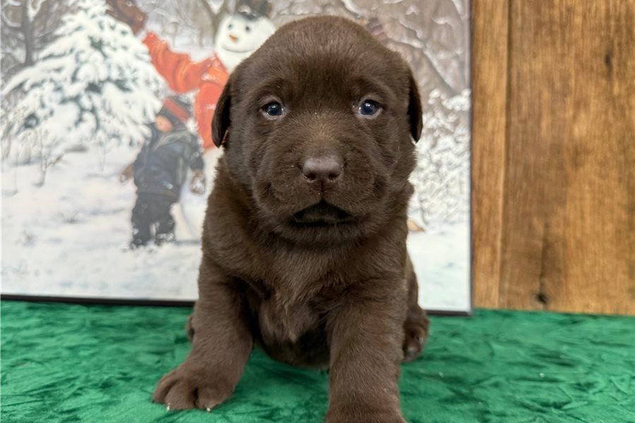 Wunderschöne Labrador Welpen suchen ihr Traumzuhause