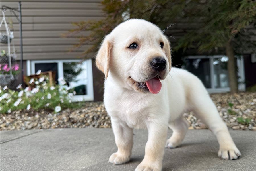Wunderschöne Labrador Welpen suchen ihr Traumzuhause